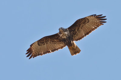 Red-tailed Hawk