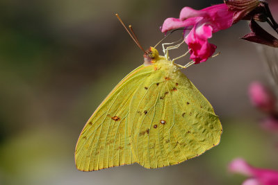 Cloudless Sulphur