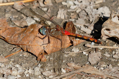 Blue-faced Meadowhawk