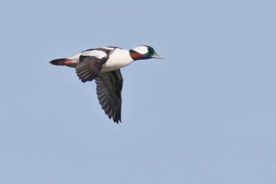Bufflehead