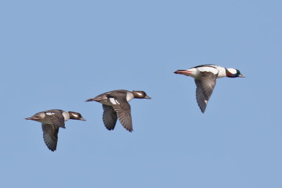 Bufflehead