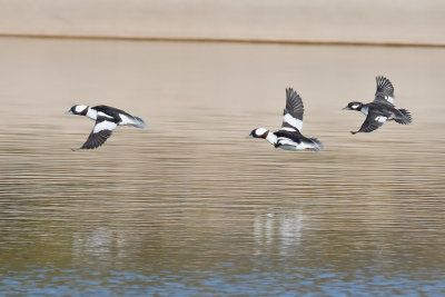 Bufflehead