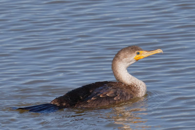 Double-crested Cormorant
