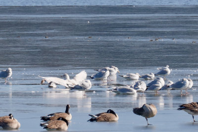 Glaucous Gull