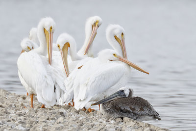 Brown Pelican & American White Pelicans