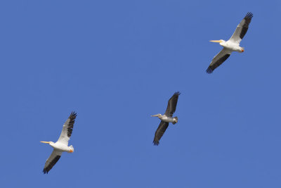 Brown Pelican & American White Pelicans