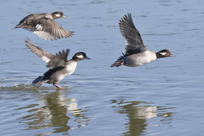 Bufflehead