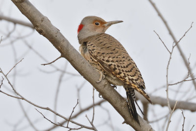 Northern Flicker