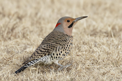 Northern Flicker