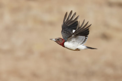 Red-headed Woodpecker
