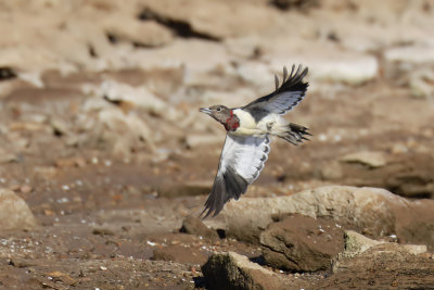 Red-headed Woodpecker