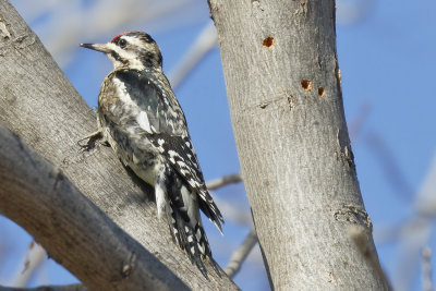 Yellow-bellied Sapsucker