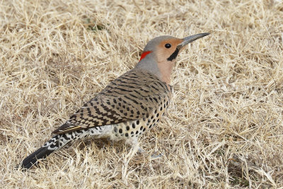 Northern Flicker