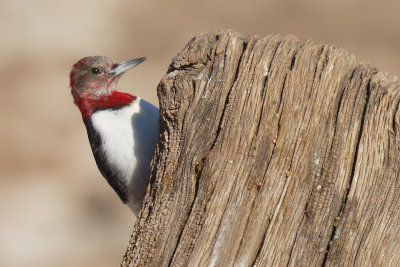 Red-headed Woodpecker