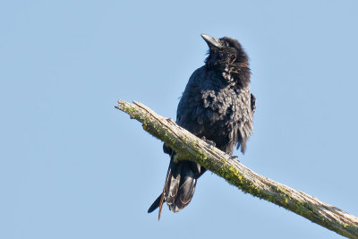 Common Raven