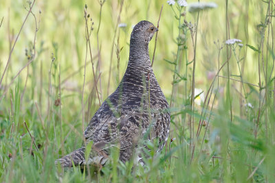 Dusky Grouse