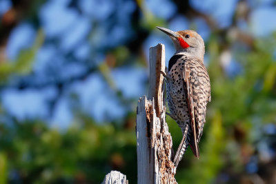 Northern Flicker