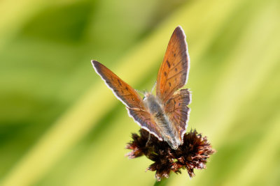Purplish Copper