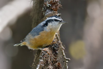 Red-breasted Nuthatch