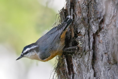 Red-breasted Nuthatch
