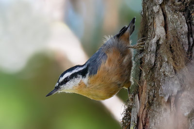 Red-breasted Nuthatch