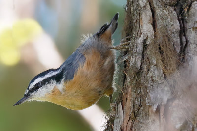 Red-breasted Nuthatch