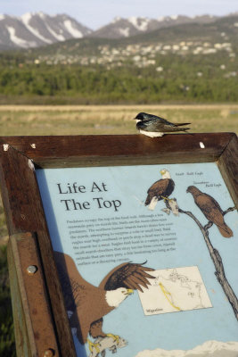 Bird Reserve at Turnagain Arm