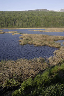 Bird Reserve at Turnagain Arm