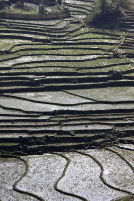 Rice fields around Sapa