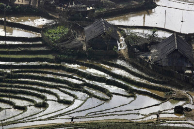 Rice fields around Sapa