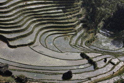 Rice fields around Sapa