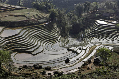 Rice fields around Sapa