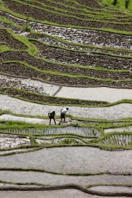 Rice field in Bali, Indonesia