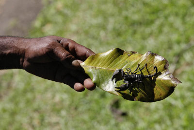 Kandy Botanic Garden