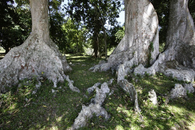 Kandy Botanic Garden