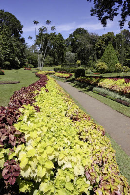 Kandy Botanic Garden