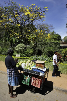 Kandy Botanic Garden