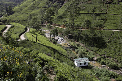 Tea plantation