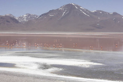 Reserva Eduardo Avaroa, Laguna Colorada