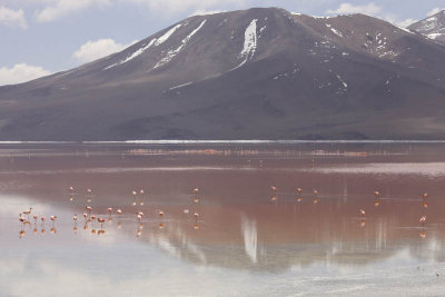 Reserva Eduardo Avaroa, Laguna Colorada