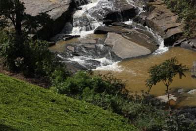 Tea plantation