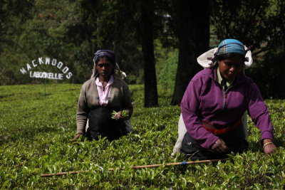 Wokers at a tea plantation