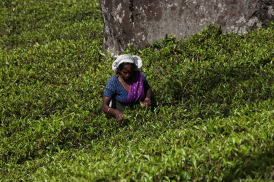 Worker at a tea plantation