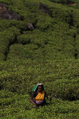 Worker at a tea plantation