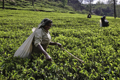 Workers at a tea plantation