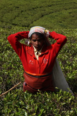 Worker at a tea plantation