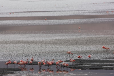 Reserva Eduardo Avaroa, Laguna Hedionda