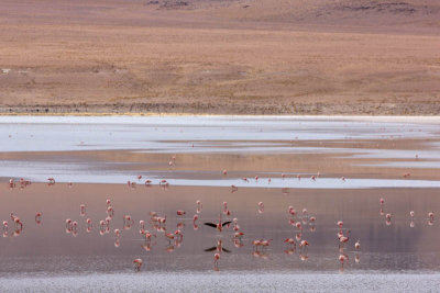 Reserva Eduardo Avaroa, Laguna Hedionda