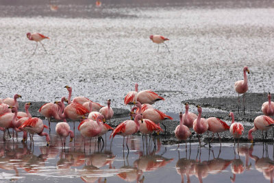 Reserva Eduardo Avaroa, Laguna Hedionda