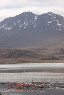 Reserva Eduardo Avaroa, Laguna Hedionda